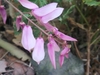 Raceme of pink flowers