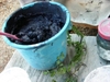 Bucket of blue paste dye, & sprig of the plant next to it.