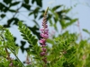 pinnately compound leaves and a spike of pink pea flowers.