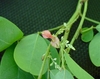 pinnately compound leaves and a spike of pink pea flowers.