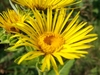 Lager flower with narrow rays surrounding yellow disc flowers