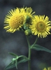 Inula britannica L.