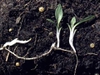 Inula britannica L.