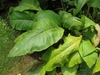 Large green basal leaves