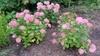 Three small shrubs with deep pink pompom flower clusters