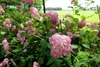 Pink pompom flower cluster