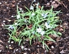 Ipheion uniflorum