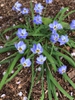 Ipheion uniflorum
