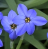 'Jesse' has six dark blue fpetals