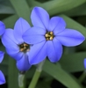 'Jesse' has six dark blue fpetals