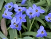'Jesse' Six dark blue tepals with yellow anthers