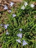 Ipheion uniflorum