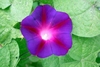 Deep purple trumpet-shaped flower with a whit throat