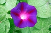 Ipomoea purpurea