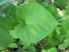 Ipomea purpurea