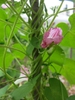 Ipomoea purpurea vine