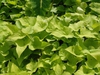 Ipomoea x batatas