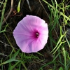 Pinkish funnel-shaped flower with fused petals