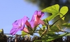 Ipomoea spp.