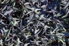 Deeply divided, blackish purple leaves.