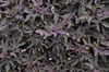 Ipomoea