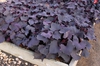 Ipomoea 'Sweet Caroline Bewitched' Form