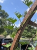 Vine twining around a structure