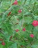 Form of the vine with leaves and flowers