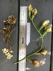 Seeds & Pods