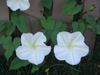 Ipomoea alba leaves and flowers