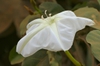 Ipomoea alba flower
