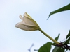Ipomoea alba flower budding