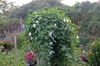 Ipomoea alba form
