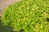 Ipomoea batatas