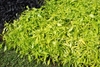 Deeply lobed leaves lime green in color.