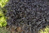 Sweetpotato vine with dark foliage.