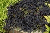 Mound of dark, purple-black leaves.