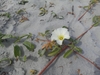 Flower - South Carolina - September