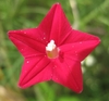 Close up of flower