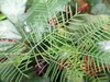 Leaf detail