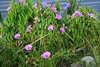 Form in bloom