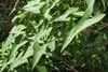Green arrow-shaped leaves