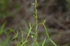Twining stem