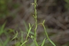 Twining stem