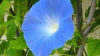 'Heavenly Blue" flower