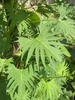 Large lobed green leaf