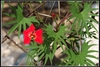 Red trumpet=shaped flower and deeply lobed leaves