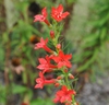 Ipomopsis rubra