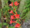 Cluster of red tubular flowers