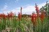Ipomopsis rubra